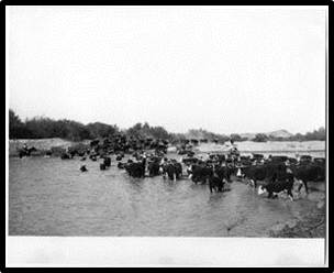 cattle crossing river